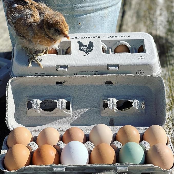 250 Egg Cartons- Bulk Value Bundle- Adorable Printed Design - Image 5